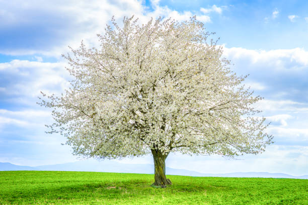 cereza en flor en la pradera - summer solitary tree environment spring fotografías e imágenes de stock