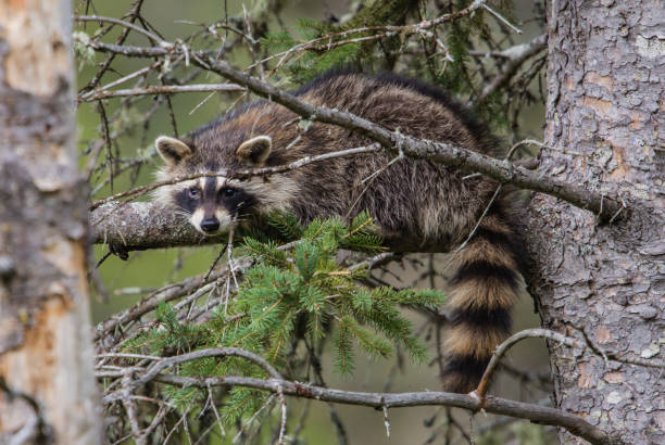 istock young raccoon in summer 1135108173