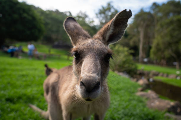 kangourou curieux - kangaroo animal humor fun photos et images de collection