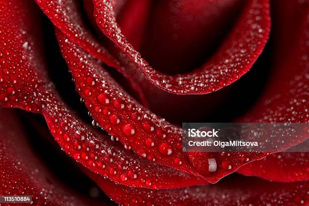Macro Of Wet Rose Stock Photo - Download Image Now - Beauty In Nature, Botany, Clean