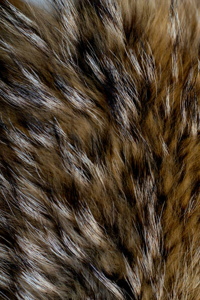 istock Texture of fur - fox - high resolution. Natural animal fur texture as background. 1135109320