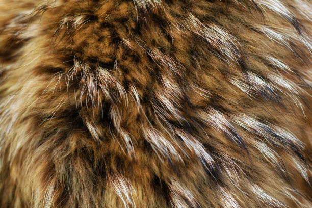 istock Texture of fur - fox - high resolution. Natural animal fur texture as background. 1135109327