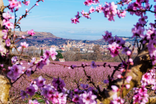 Branch of peach tree with beautiful pink flowers and buds on foreground and a view of Aitona on background. sunny day. Prunus persica. stock photo