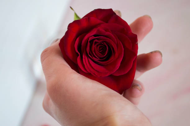 istock Red rose in female hand, close up. 1135109954