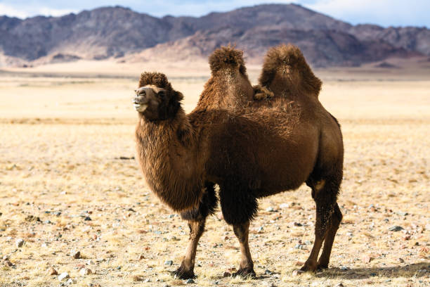 istock Steppe camel in the foothills of Western Mongolia. 1135110811