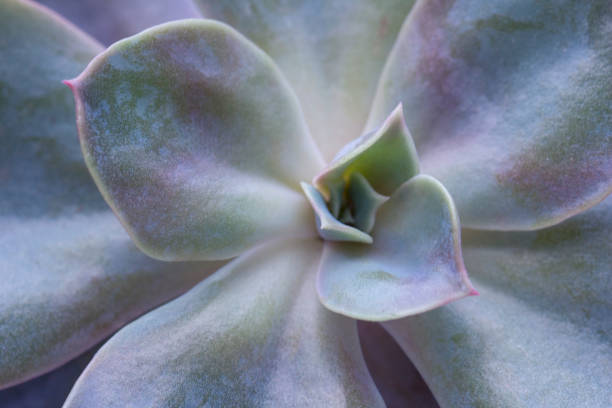 istock Succulent flower top view textute picture 1135111335