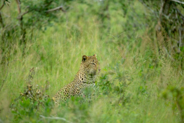 istock Leopard female on the prowl for food 1135112446