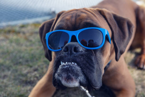 istock Boxer dog with sunglasses lying down on the grass. 1135112789