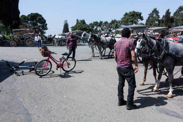 horse-drawn carriage horses