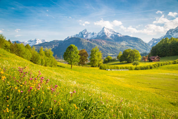 istock Idyllic mountain scenery in the Alps with blooming meadows in springtime 1135113090