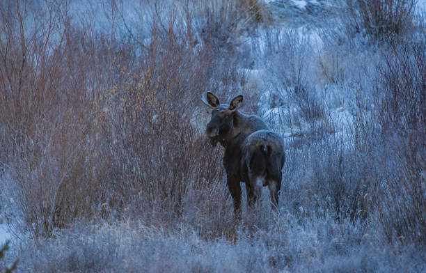 istock female moose in frosty meadow 1135113314