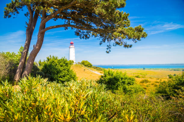 leuchtturm dornbusch auf der insel hiddensee, ostsee, deutschland - holstein stock-fotos und bilder