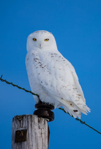 istock arctic snowy owl in winter snow 1135113468