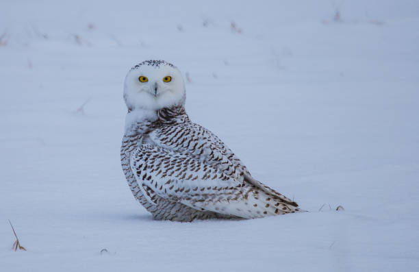 istock Arctic snowy owl in winter 1135114483