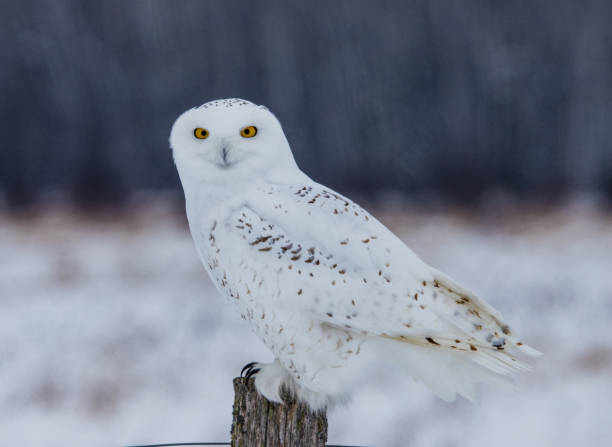 istock Arctic snowy owl in winter 1135114492