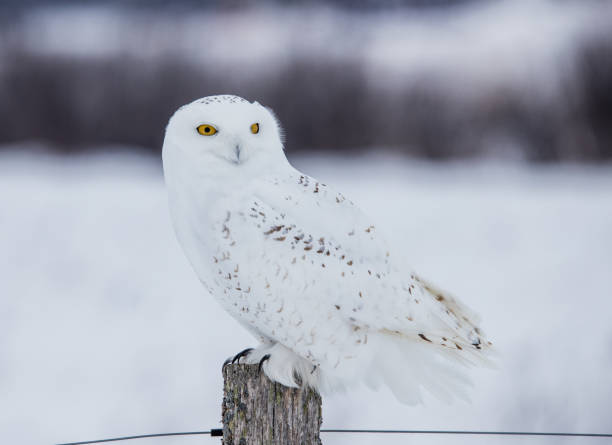 istock Arctic snowy owl in winter 1135114506