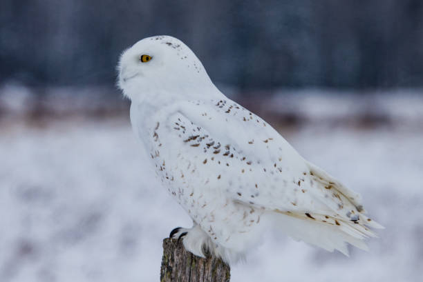 istock Arctic snowy owl in winter 1135114613