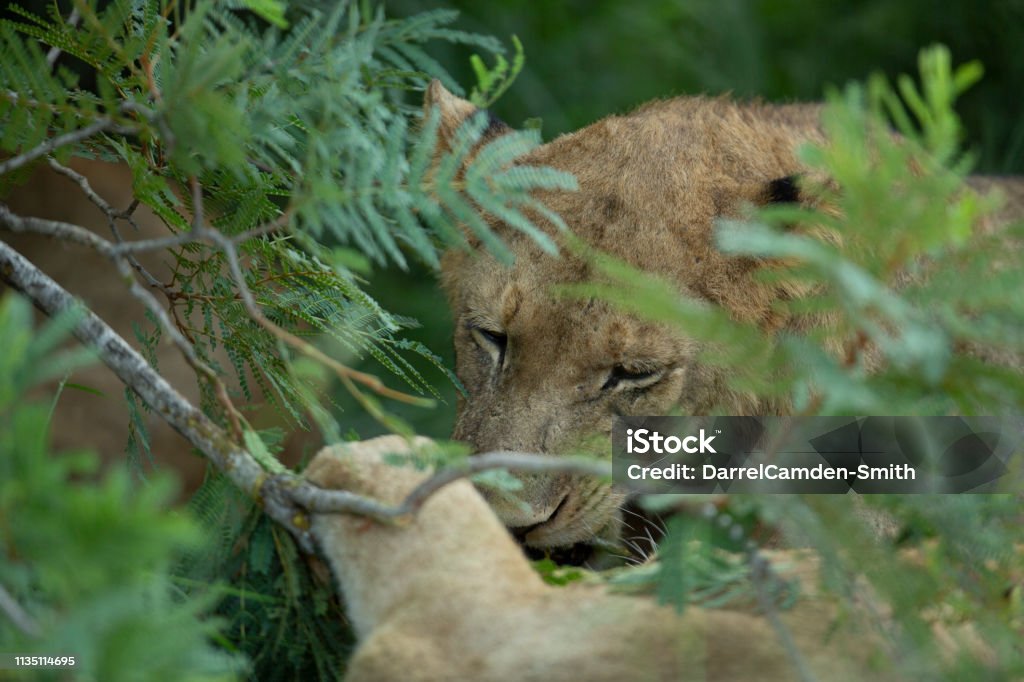 Pride of lions A pride of lions looking for a meal Animal Stock Photo