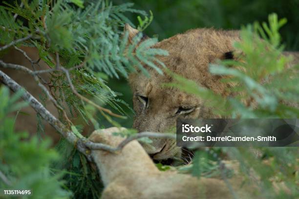 Pride Of Lions Stock Photo - Download Image Now - Animal, Animal Behavior, Animal Themes