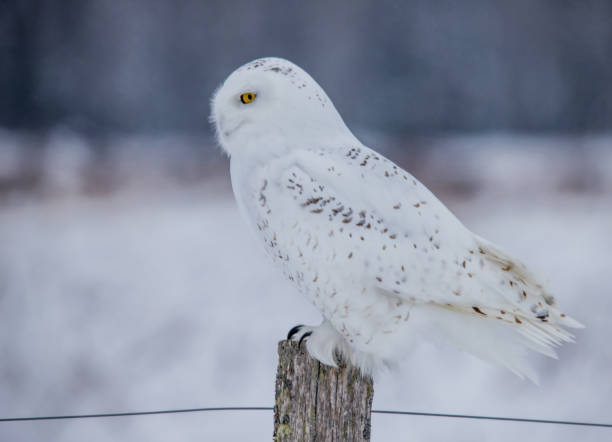 istock Arctic snowy owl in winter 1135114703
