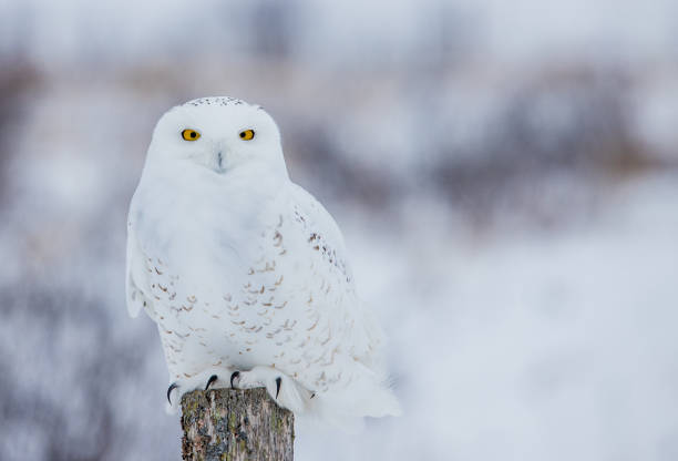 istock arctic snowy owl in winter snow 1135114707