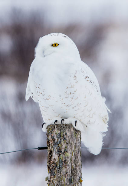 istock arctic snowy owl in winter snow 1135114732