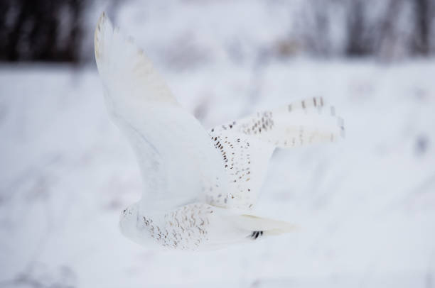 istock arctic snowy owl in winter snow 1135114742