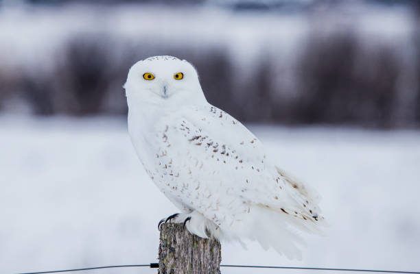 istock arctic snowy owl in winter snow 1135114777