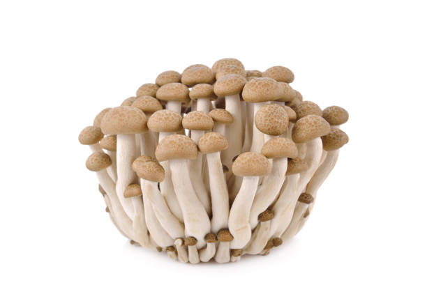 istock fresh buna shimeji mushroom on white background 1135114941