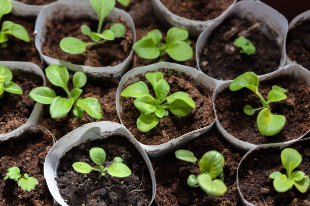 istock Seedlings grow in separate containers. 1135115877