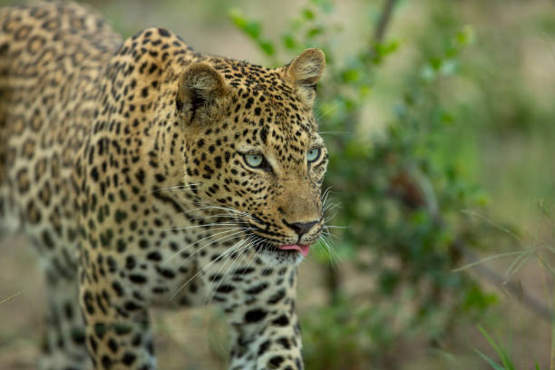 istock Leopard female on the prowl for food 1135117481