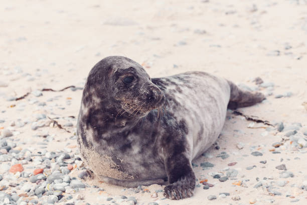 istock Young atlantic Harbor seal, Helgoland Germany 1135117555