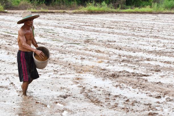 istock asian farmer throwing rice seed by hand on wet mud in rice field 1135117589