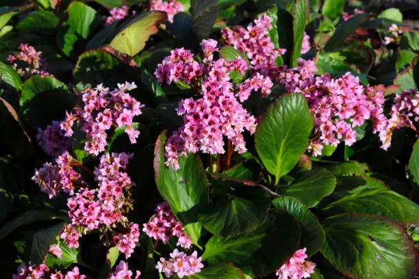 This (Bergenia) is a garden cultivar with large leaves and pink flowers. Bergenias have common names that include elephant-eared saxifrage or elephant's ears (because of its large leaves)); and pigsqueak, because of the noise that the leaves make when they rub together. Bergenias are saxifrages. There are ten species, all native to central Asia.