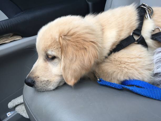 istock Golden Retriever Puppy Sleeping in Car 1135117897