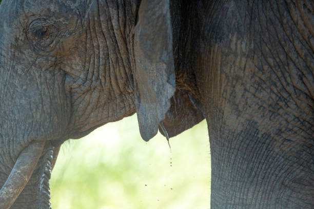 istock Large adult Elephant bull 1135118419