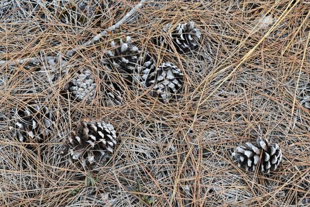 istock lots of pine cones on ground 1135118861