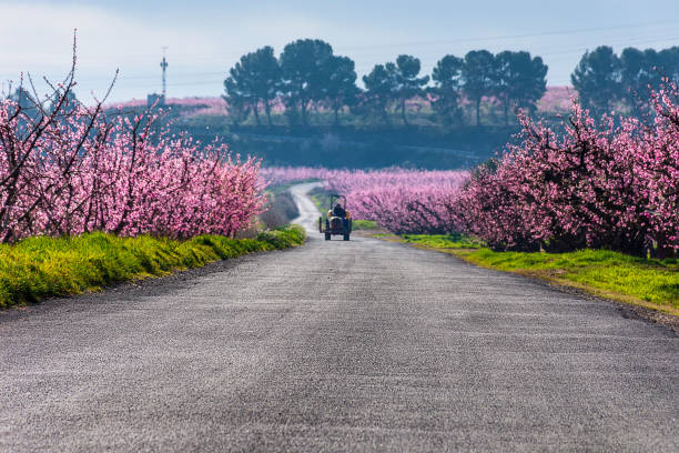 Road with a tractor and peach trees in bloom on both sides, in a sunny morning. Old pines on background. Aitona. Agriculture. stock photo