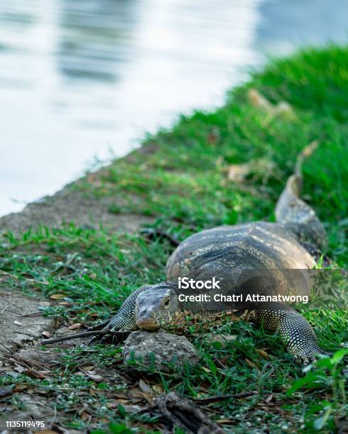 Big Monitor Lizard Resting On Riverside Nature Background Stock Photo - Download Image Now