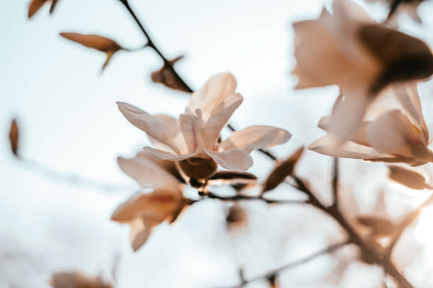 istock Magnolia flower blossom background 1135119614