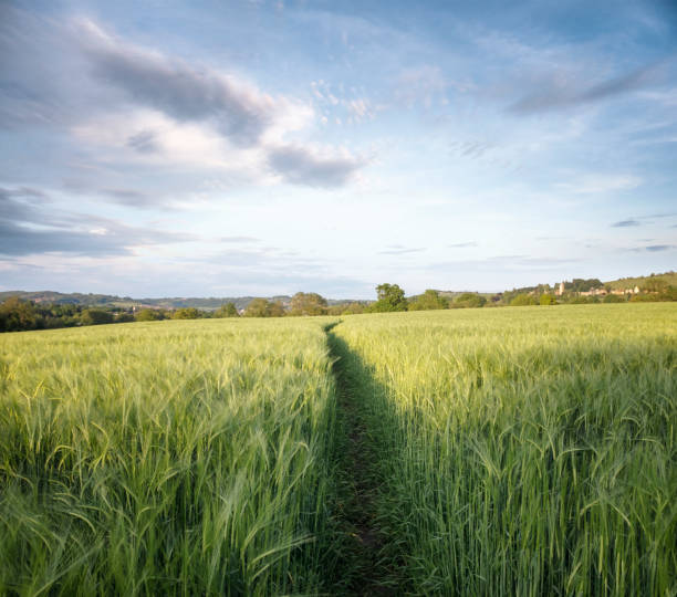 track through a field of fresh green barley - barley grass field green imagens e fotografias de stock