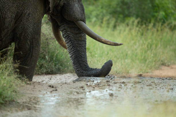 istock Large adult Elephant bull 1135119777