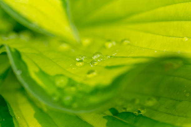 macro water drops on green plant leaf for natural background, beautiful wallpaper for backdrop use, green spring concept