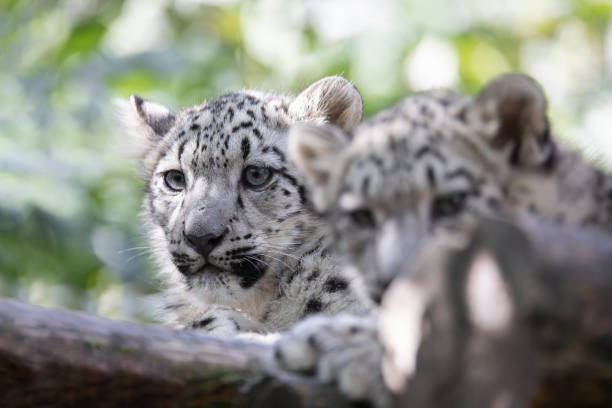istock kitten of Snow Leopard cat, Irbis 1135119946