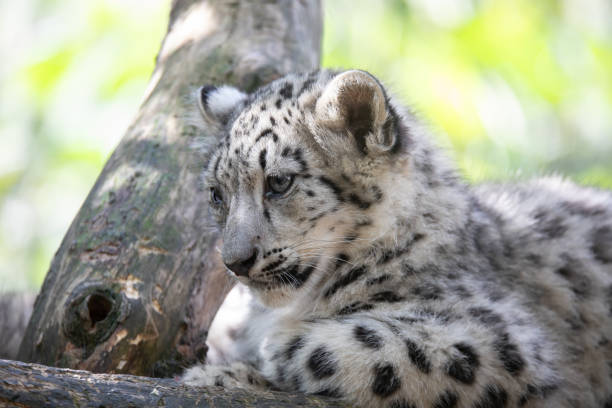 istock kitten of Snow Leopard cat, Irbis 1135119952