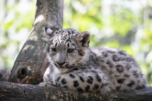 istock kitten of Snow Leopard cat, Irbis 1135119954
