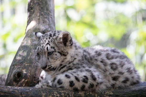 istock kitten of Snow Leopard cat, Irbis 1135119970