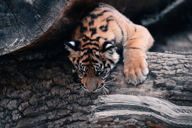 istock Sumatran Tiger, Panthera tigris sumatrae 1135119982