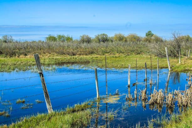 Roadside pond great for ducks, Wheatland County, Alberta, Canada
