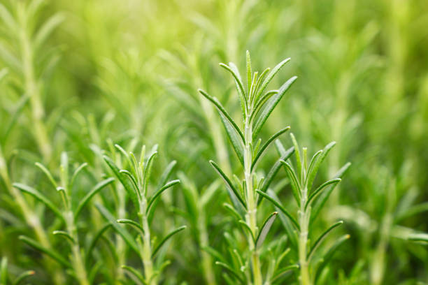 istock Green fresh rosemary spicy herb sprouts 1135120212